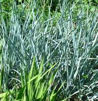 декоративная трава Синий Гигант