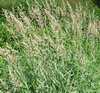 злаковая трава