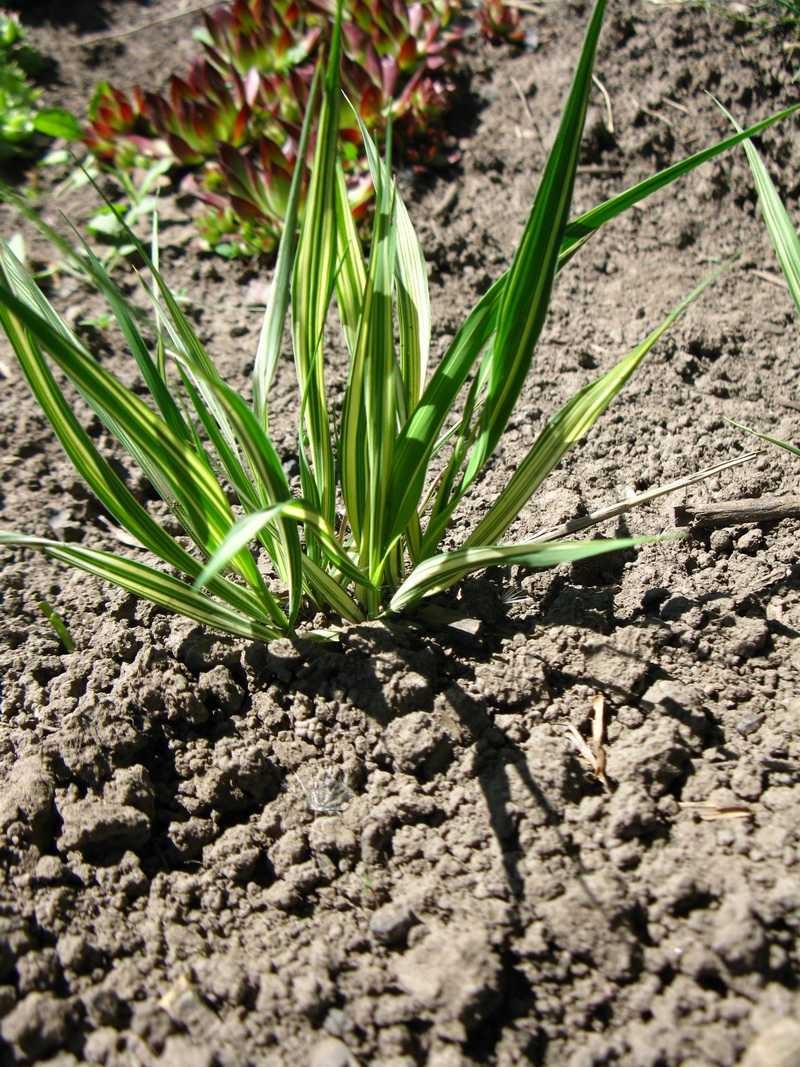 как высадить травы кубинка