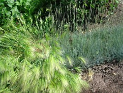 как правильно высадить красивые злаковые травы