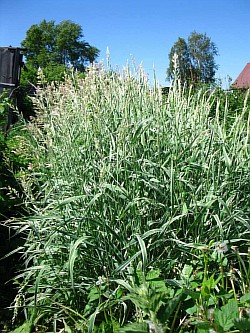 как выращивать травы екатеринбург