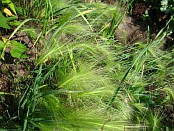 посадочный материал трав кемерово