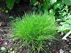 выращивать травы пгт усть-ордынский