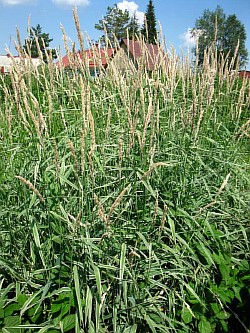 сортовые злаковые травы