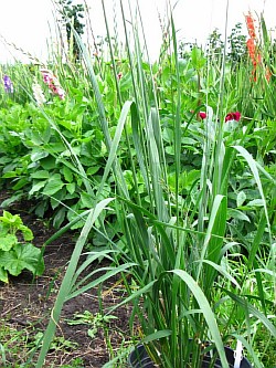 как выращивать травы петропавловск-камчатский