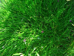 высадка трав саратов