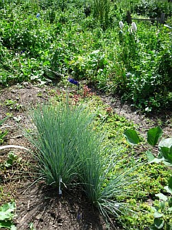 как вырастить травы новочебоксарск