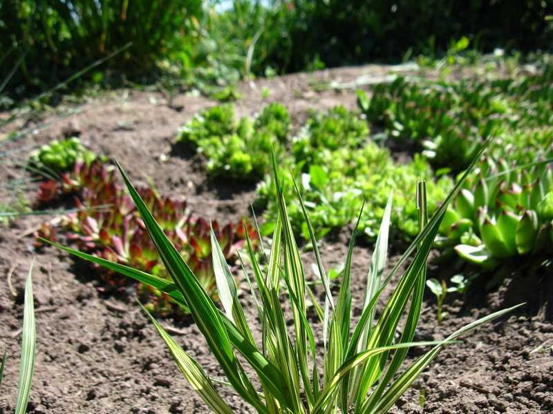 выращивание трав новочебоксарск