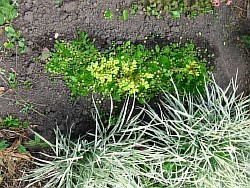 как выращивать травы нижневартовск