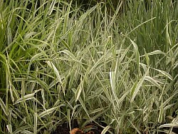 где можно выписать восхитительные злаковые травы