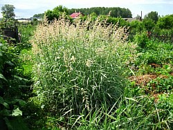 как правильнее расположить зимостойкие злаковые травы