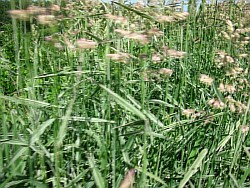 как высадить травы кабардино-балкарская республика