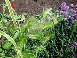 как правильно вырастить удивительные злаковые травы
