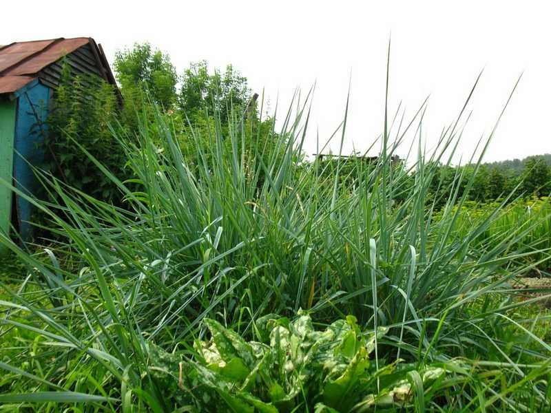 выращивать травы читинская область