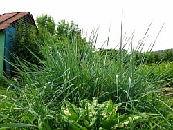 где прикупить травы петропавловск-камчатский