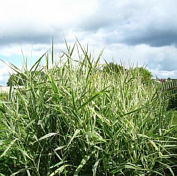 высадить травы комсомольск-на-амуре