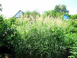 как лучше размножить красивые злаковые травы