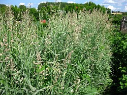 как посадить травы комсомольск-на-амуре