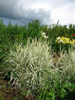 как выращивать травы ленинск-кузнецкий