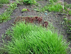 как выбрать прекрасные злаковые травы