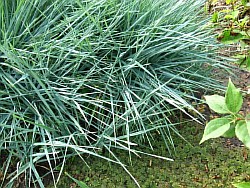 высадить травы кубинка