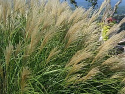 выбрать травы петропавловск-камчатский