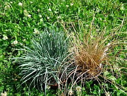 как выбрать травы кубинка