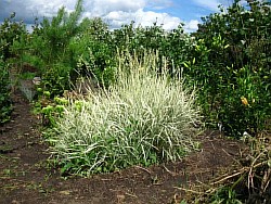 выращивание трав нарофоминск