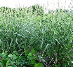 посадочный материал трав г москва