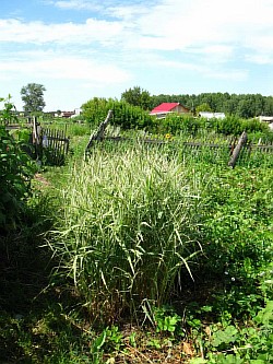 агротехника трав южно-сахалинск