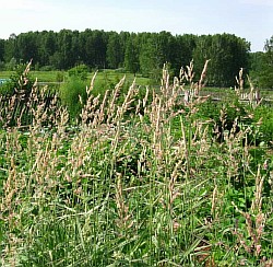 высадка трав краснозаводск