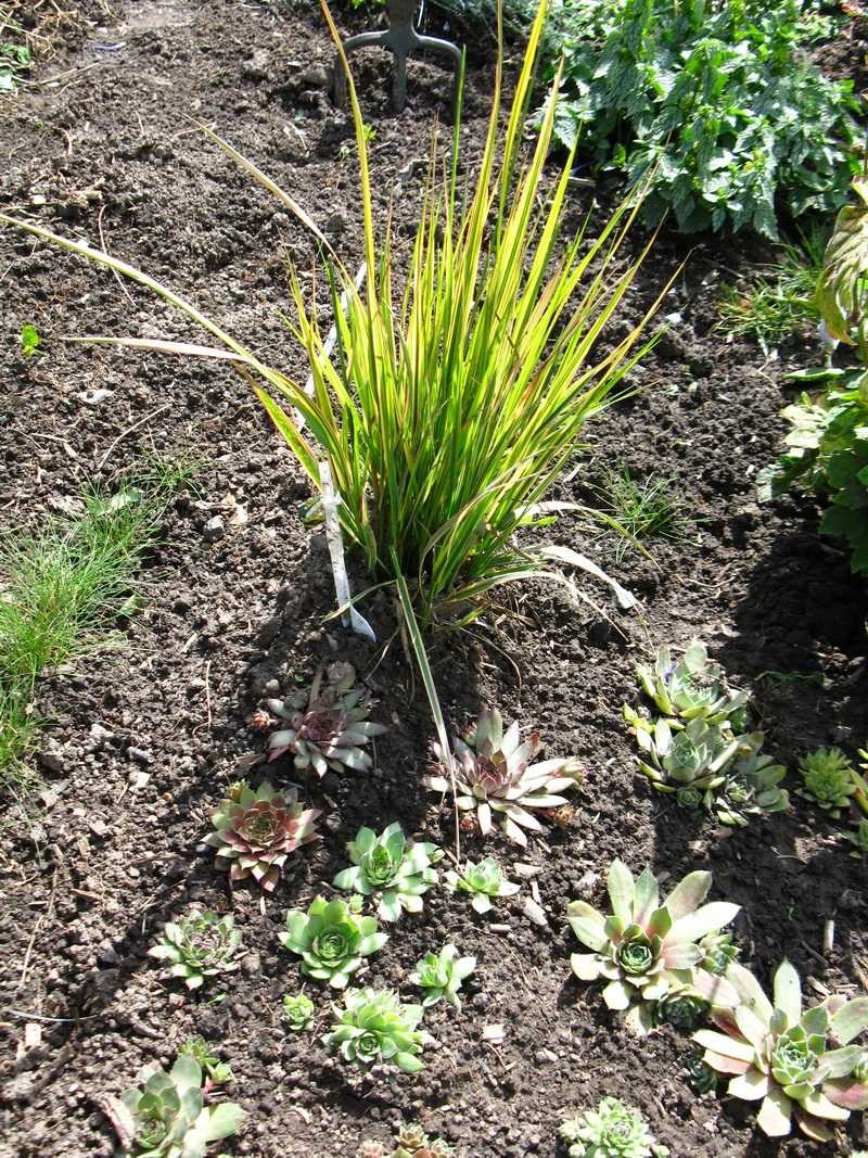 высадить травы ликино-дулёво