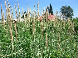 выращивание трав приморский край