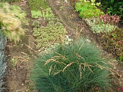 выращивать травы ленинск-кузнецкий
