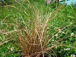 выращивать травы климовск