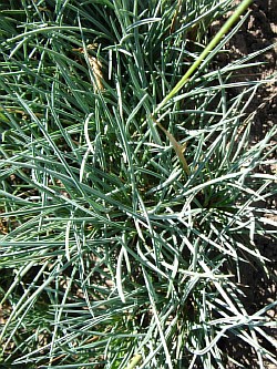 посадочный материал трав рязанская область