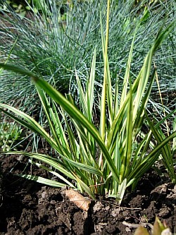 как выращивать травы омск
