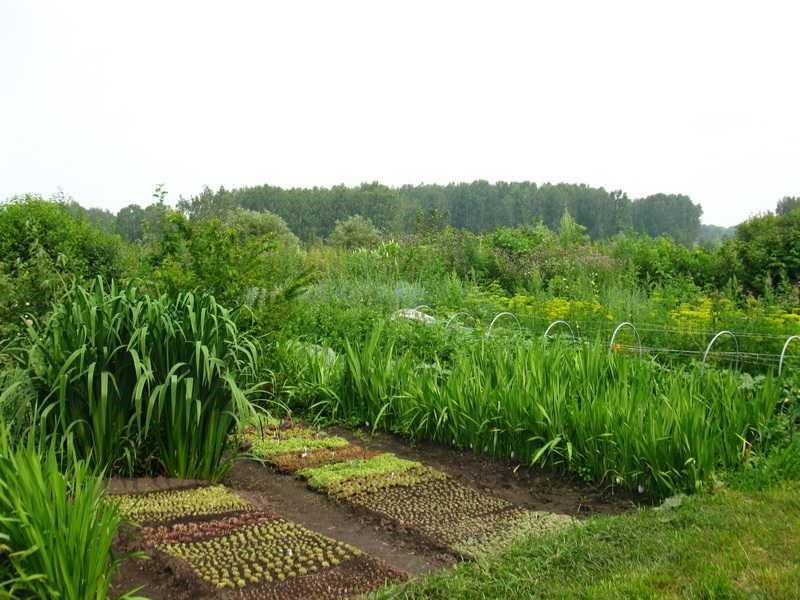 выращивание трав киров