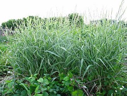 посадочный материал трав ивантеевка