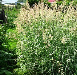 выращивание трав ликино-дулёво