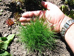 как высадить травы уфа