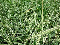 вырастить травы люберцы