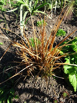 как эффективнее вырастить дачные злаковые травы
