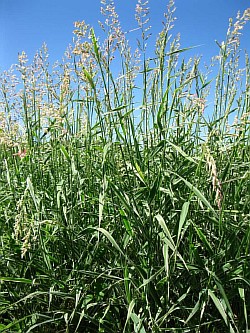как можно выращивать потрясающие злаковые травы