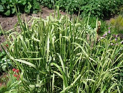 как лучше выращивать зимостойкие травы