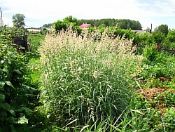агротехника морозостойких злаковых трав