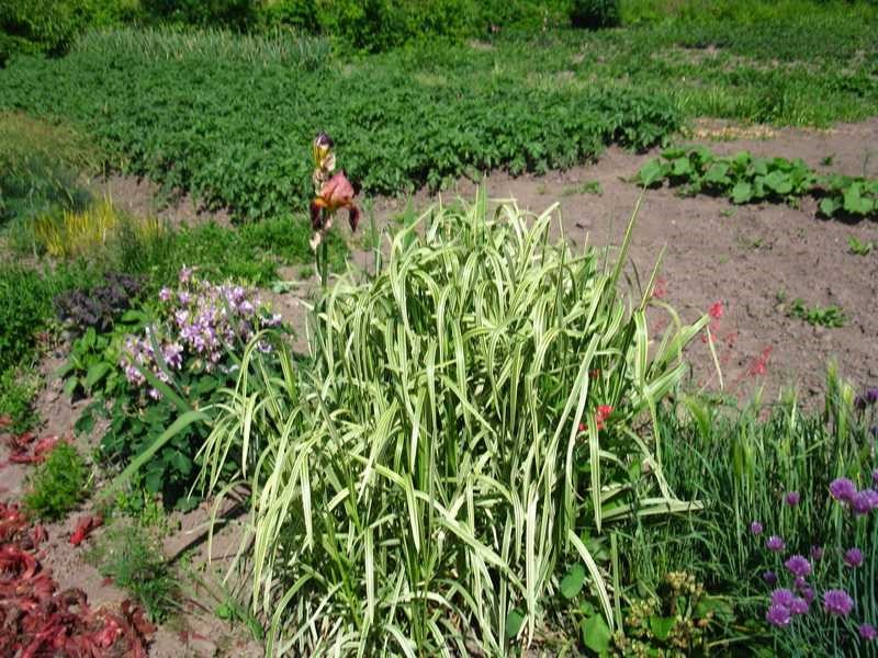 как посадить травы лыткарино
