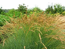 как нужно размножить восхитительные злаковые травы