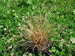 как можно выращивать современные злаковые травы