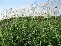 агротехника трав рязань